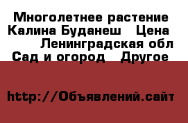 Многолетнее растение Калина Буданеш › Цена ­ 300 - Ленинградская обл. Сад и огород » Другое   